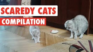 Scaredy Cats Video Compilation 2016 [upl. by Castor]