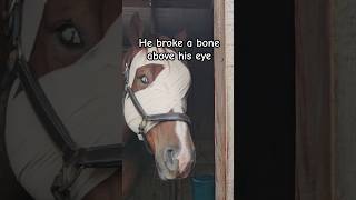 Horse ran into tree and miraculously survived equestrian horse accident healing [upl. by Adile67]