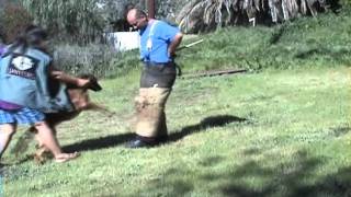 Extra  6 month old Malinois beginning bitework [upl. by Irod]