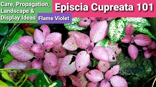 Episcia Cupreata Flame Violet Complete Guide  Care Propagation Display amp Landscape Ideas [upl. by Rycca]