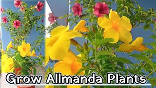 Allamanda plant care tips  allamanda plant cuttings  allamanda plant care [upl. by Lauder]