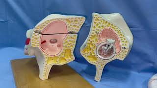 ANATOMIE FMPM OREILLE MOYENNE [upl. by Shipman]