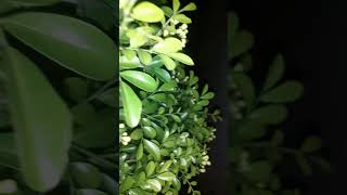 Jasmine plant youtube gardening ytstudioes garden soniyadav9772 [upl. by Brock494]