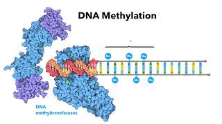 DNA and chromatin regulation  Biomolecules  MCAT  Khan Academy [upl. by Cirda429]