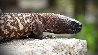 Mexican Beaded Lizard 01 Footage [upl. by Zonda]