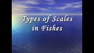 Scales of Fishes [upl. by Ettenuahs735]