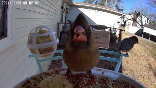 February 56 2024 All Feeders Highlights [upl. by Dorene385]