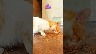 Selamat makan kucing eattingshow cateats cateatfood cateat cateating cateatingasmr catlife [upl. by Latrell870]