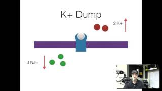 5 minute refresher Depolarizing paralytics [upl. by Ahtnama]