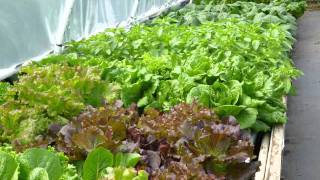 Friendly Aquaponics [upl. by Kwasi]