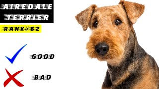 Airedale Terrier Pros And Cons  The Good And The Bad [upl. by Catharine]