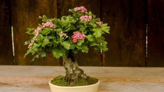 Crataegus laevigata – English Hawthorn I [upl. by Gearard]