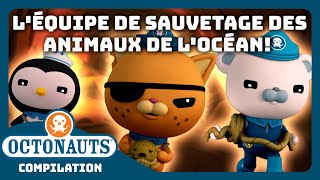 Octonauts  🐻‍❄️🐙 Léquipe de sauvetage des ANIMAUX de locéan ⛑️🛟  Compilation [upl. by Aisined]