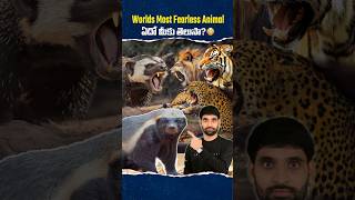 Worlds Most Fearless Animal ఇదేనట 😳 honeybadger shortsfeed shortsvideo shorts [upl. by Home]