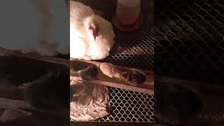 7 newly hatched chicks 😊 backyardchickens [upl. by Ramahs]