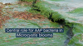 Cyanobacterial bloom interactome and a central role for AAP bacteria in nutrient cycling [upl. by Synned451]