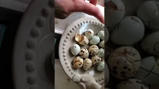 Jumbo coturnix quail and Celadon Quail are hatching ♥️🐣 [upl. by Nugesulo817]