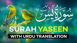 Surah Yasin  Yaseen  with Urdu Translation  Quran Tilawat Beautiful Voice  Hindi Tarjuma [upl. by Joh757]