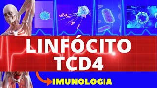 LINFÓCITO TCD4 ENSINO SUPERIOR  IMUNOLOGIA  SISTEMA IMUNOLÓGICO [upl. by Geehan]