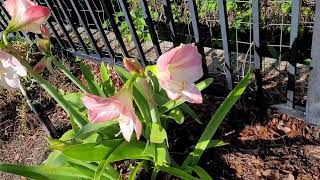 Amaryllis in the Garden vs Pots [upl. by Benedic159]