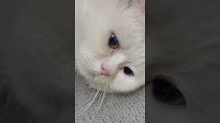 Why Does This Cat Have DifferentColored Eyes😻👁️ cat cuteanimal cateyes cutecat cute catlover [upl. by Acirt]