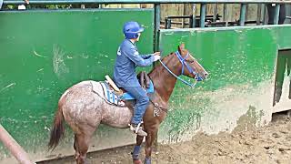 SEXTA COPA DE COLEO JUSTO MENDOZA [upl. by Rodgers721]