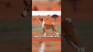 Why Basenjis Dogs Dont Bark and What They Do Instead shorts basenji [upl. by Trevlac]