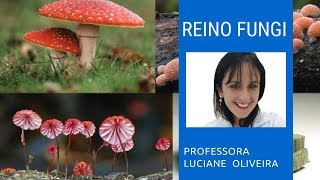 Reino Fungi [upl. by Claudell348]