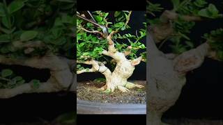 CUTTING SANCANGPREMNA MICROPHYLLA [upl. by Noremak378]