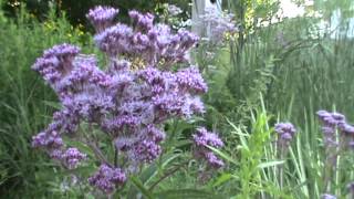 Minnesota Native Plant  Sweet Joe Pye Weed Eupatorium Purpureum [upl. by Wenonah]