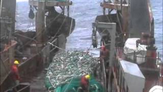 Cod Fishing off Newfoundland 2004 [upl. by Vitalis]