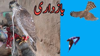 Sparrowhawk Hunting myna part 4  Falconry Attack [upl. by Shana]