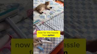 quotAvoid These Grooming Tool Pitfalls The Best Brush for Cat Ownersquot pets catcomb catproducts [upl. by Ayamat102]