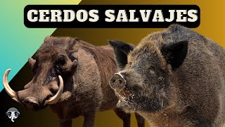 CERDOS SALVAJES  4 FASCINANTES Especies [upl. by Shore74]