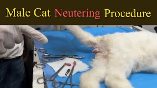 Male cat neutering procedure  Benefits of male cat neutering  Cat and dog neutering [upl. by Araccot399]