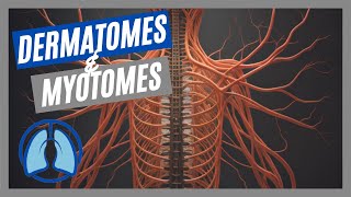 Dermatomes amp Myotomes Made Easy [upl. by Sheff]