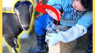 Disbudding a Dairy Goat First Time Doing it Myself VLOG [upl. by Nuahc]