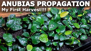 How to Divide Anubias  Harvesting my Emersed Anubias Plants [upl. by Cutler]