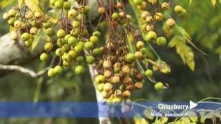 How to identify Chinaberry Melia azedarach [upl. by Fadden]