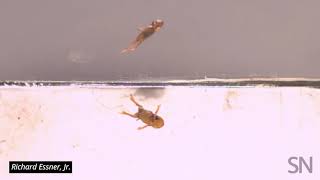 These tiny frogs are really bad at landing jumps  Science News [upl. by Absalom]