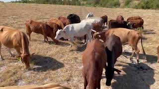 23 head of crossbred cows 08304 [upl. by Aihsas]