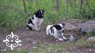 The Puppies of Chernobyl [upl. by Tiersten]