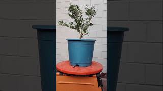 Bonsai Buxus Harlandii  Pruning wiring styling  PART 1 buxus harlandii pruning wiring bonsai [upl. by Emmalynne]