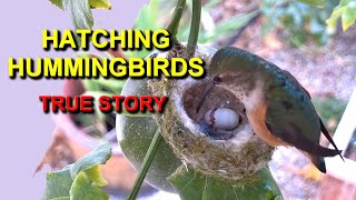 Hatching Hummingbirds Caught on Camera  Rare Footage [upl. by Ploch8]