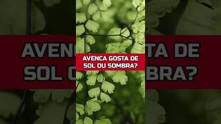 AVENCA PREFERE SOL OU SOMBRA horta plantas agricultura [upl. by Bum]