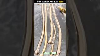 Why Americans Eating Kelp  😱😯  shorts facts [upl. by Romano]