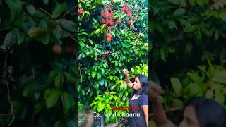 Lande ළ⁣දේ  Roshan Fernando New Song ytshorts short trending Song Tiktok shortvideo [upl. by Nahamas]