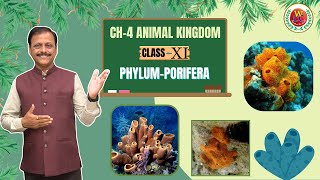 Phylum Porifera  Porifera in One Shot  Ch4 Animal Kingdom  Class 11  NEET Bio by Gulab Sir [upl. by Nnawaj]