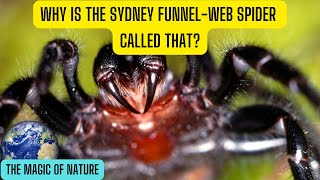 Why Is the Sydney Funnel Web Spider Called That [upl. by Tace]