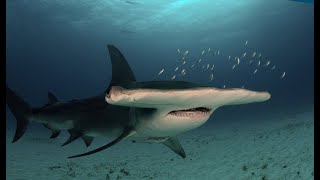 Facts The Great Hammerhead Shark [upl. by Iad435]